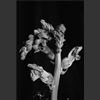 Fleurs_003.jpg