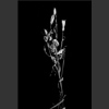 Fleurs_005.jpg