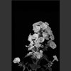 Fleurs_007.jpg