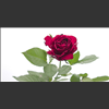 Roses-2021-017.jpg