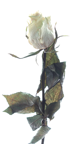 Roses_2021_023.jpg