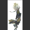 Roses-2021-023.jpg