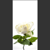 Roses-2021-035.jpg