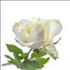 Roses-2021-050.jpg