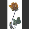 Roses-2021-053.jpg