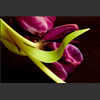 Tulipes020.jpg