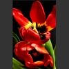 Tulipes118.jpg