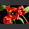 Tulipes130.jpg