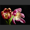 Tulipes_117.jpg