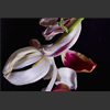 Tulipes_140.jpg
