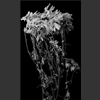 fleurs_002.jpg