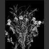 fleurs_004.jpg