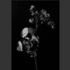 fleurs_006.jpg