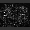 fleurs_008.jpg