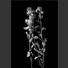 fleurs_009.jpg