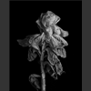fleurs_010.jpg